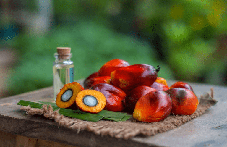 palm oil refinery plant