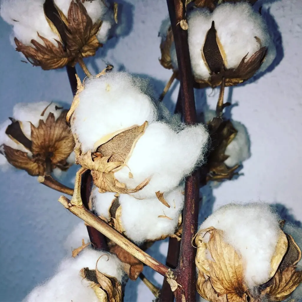 cotton ginning